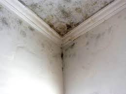 Environmental Consulting for Mold Prevention in Center Point, AL